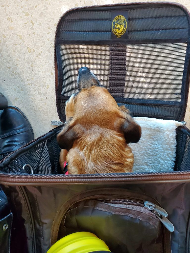 Our dog in his carrier traveling to Europe