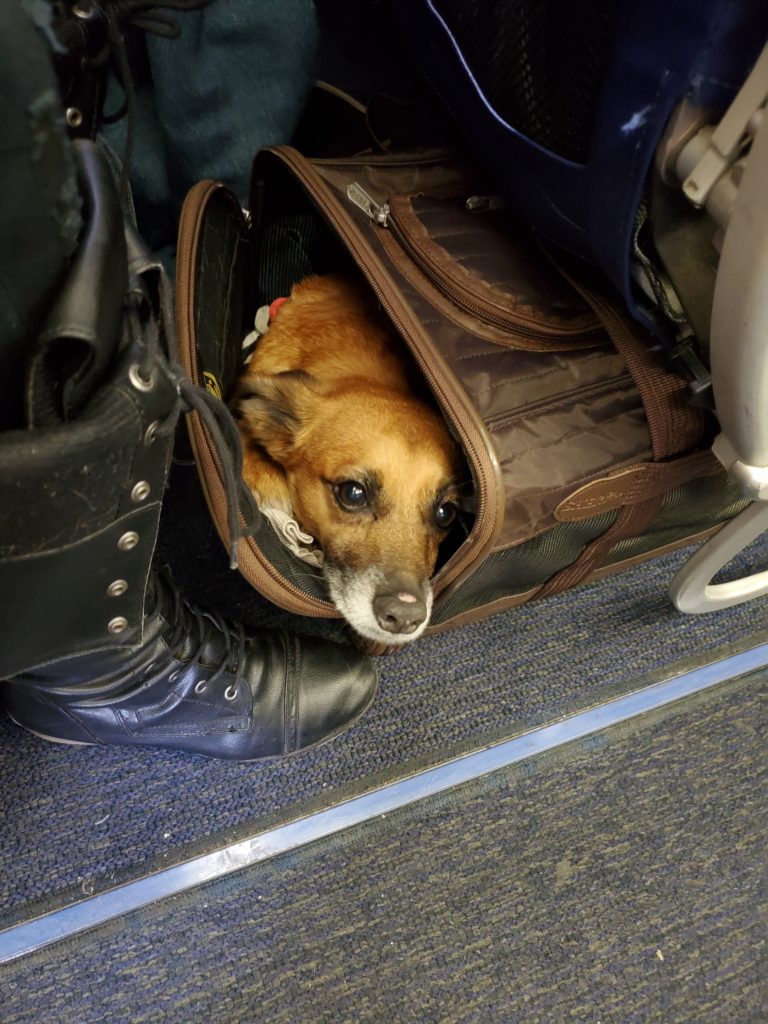Our dog on an airplane in his carrier