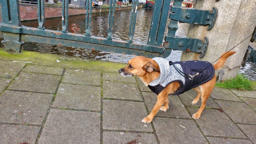 Our dog walking near a canal in Amsterdam